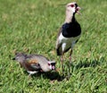 Double birds Vanellus chilensis brave protecting the nest