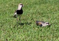 Double Birds Vanellus chilensis in the nest on the grass