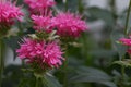 Double blossom bee balm Royalty Free Stock Photo