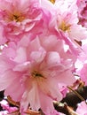 My double blossomed cherry tree is now in its full regalia and looking magnificent