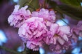 My double blossomed cherry tree is now in its full regalia and looking magnificent