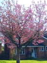 My double blossomed cherry tree is now in its full regalia and looking magnificent