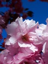 My double blossomed cherry tree is now in its full regalia and looking magnificent