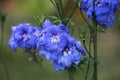 Double blue delphinium blooms