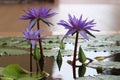 Double blue tropical water lily trio