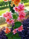 The double bracts on my Mahara Roseville bougainvillea