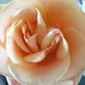 Double centred rose