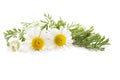 Double chamomile composition isolated on white background Royalty Free Stock Photo