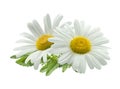 Double chamomile composition isolated on white background Royalty Free Stock Photo