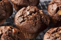 Double Chocolate Chip Muffin Royalty Free Stock Photo