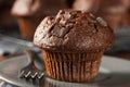 Double Chocolate Chip Muffin Royalty Free Stock Photo