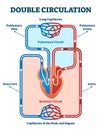 Double circulation vector illustration. Labeled educational blood route scheme