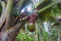 Double Coconut Lodoicea maldivica from Seychelles. This palm tree gives the largest seed in the plant kingdom Royalty Free Stock Photo