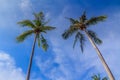 Double coconut tree Royalty Free Stock Photo