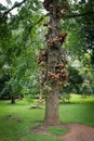 Double Coconut tree Royalty Free Stock Photo