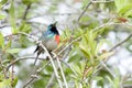 Beautiful double collard sunbird on a bottle brush tree branch