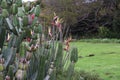 Double collard Sunbird sitting on a cactus in Kirstenbosch Botanical Gardens Cape Town, South Africa
