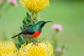 Double Collard Sunbird sitting on yellow pincushion protea flower Royalty Free Stock Photo