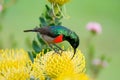 Double Collard Sunbird sitting on yellow pincushion protea flower