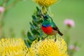 Double Collard Sunbird sitting on yellow pincushion protea flower