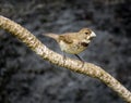 Double-collared seedeater Royalty Free Stock Photo