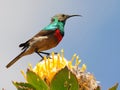 double collared sunbird