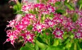 Annual Phlox Phlox drummondii in garden. Double colored flowers Twinkle Star. Royalty Free Stock Photo