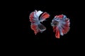 Double colorful Betta fish, Siamese fighting fish isolated on black background, Red and Blue Half moon betta fish Royalty Free Stock Photo