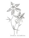 Double Columbine flowers. Collection of hand drawn flowers and plants. Botany. Set. Vintage flowers. Black and white illustration Royalty Free Stock Photo