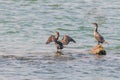 Double-creasted cormorant