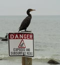 Double-Crest Cormorant sitting on a danger sign Royalty Free Stock Photo