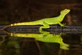 Double-crested basilisk, Basiliscus plumifrons, mirror art view on the tropic river. Green lizard in the nature habitat. Beautiful