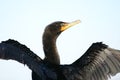 Double crested cormorant