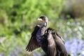 Double Crested Cormorant