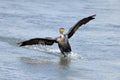 Double Crested Cormorant Royalty Free Stock Photo