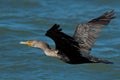 Double-crested Cormorant. Royalty Free Stock Photo