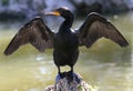 Double-Crested Cormorant Royalty Free Stock Photo