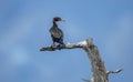 Double crested Cormorant bird Okefenokee Swamp