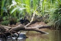 Great Cormorant bird on wood at little amazon canal