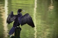 Double-crested Cormorant black bird with open wings perched on wooden pillar on a lake with green water