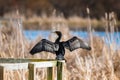 Double-crested Cormorant drying his wings