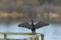 Double-crested Cormorant drying his wings