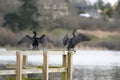 Double-crested Cormorant drying his wings