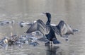 Double-crested Cormorant drying their wings on a local pond in Canada Royalty Free Stock Photo