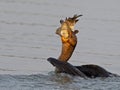 Double-crested Cormorant Eating a Large Fish Royalty Free Stock Photo
