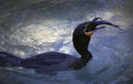 Double-crested Cormorant Feeding Royalty Free Stock Photo