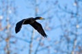 Double-crested Cormorant in flight Royalty Free Stock Photo