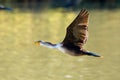 Double-crested Cormorant in flight Royalty Free Stock Photo