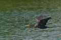 Double-Crested Cormorant in Flight Royalty Free Stock Photo