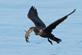 Double Crested Cormorant